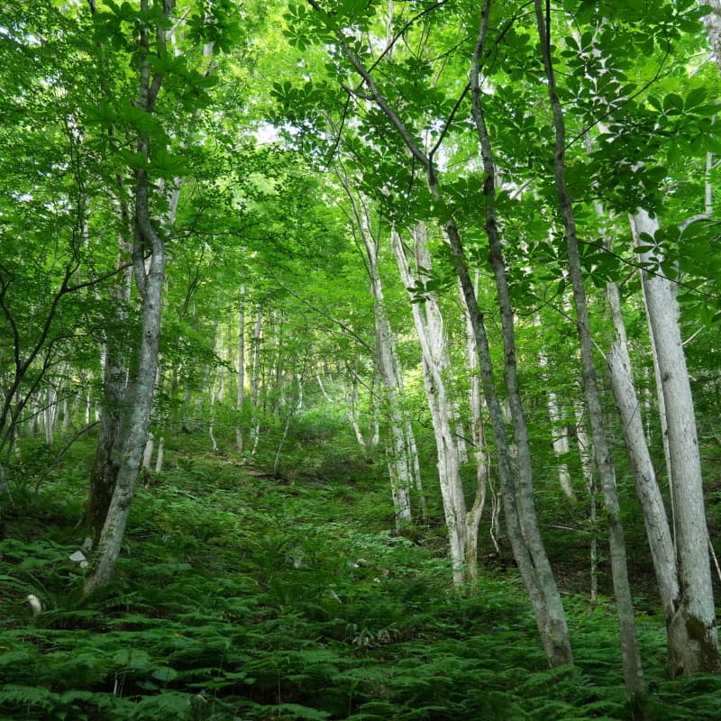 大嵐山　福島県　湯の花