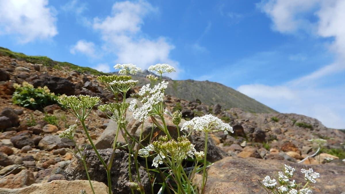 花と空と山