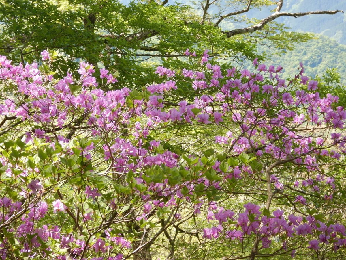 トウゴクミツバツツジ