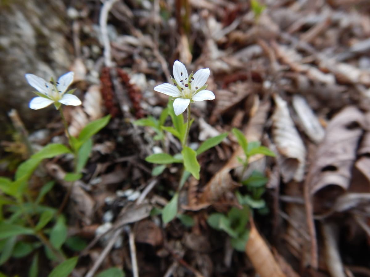 ヒゲネワチガイソウ