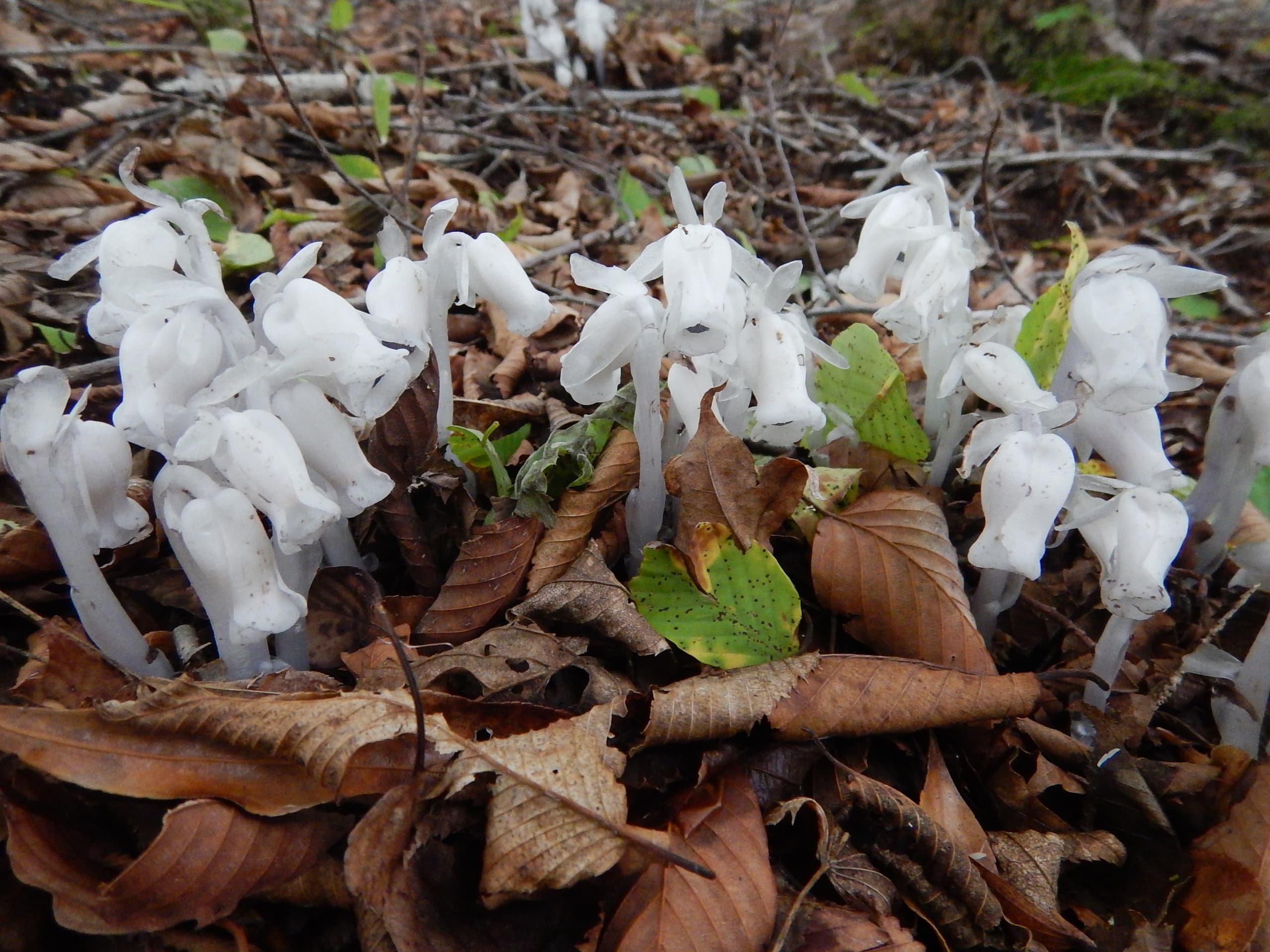 ギンリョウソウ