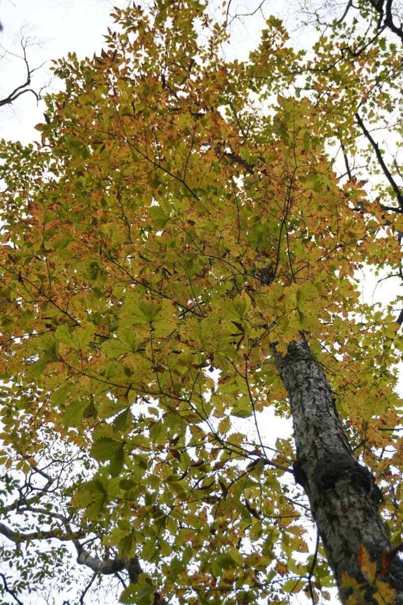 ミズナラ　黄葉