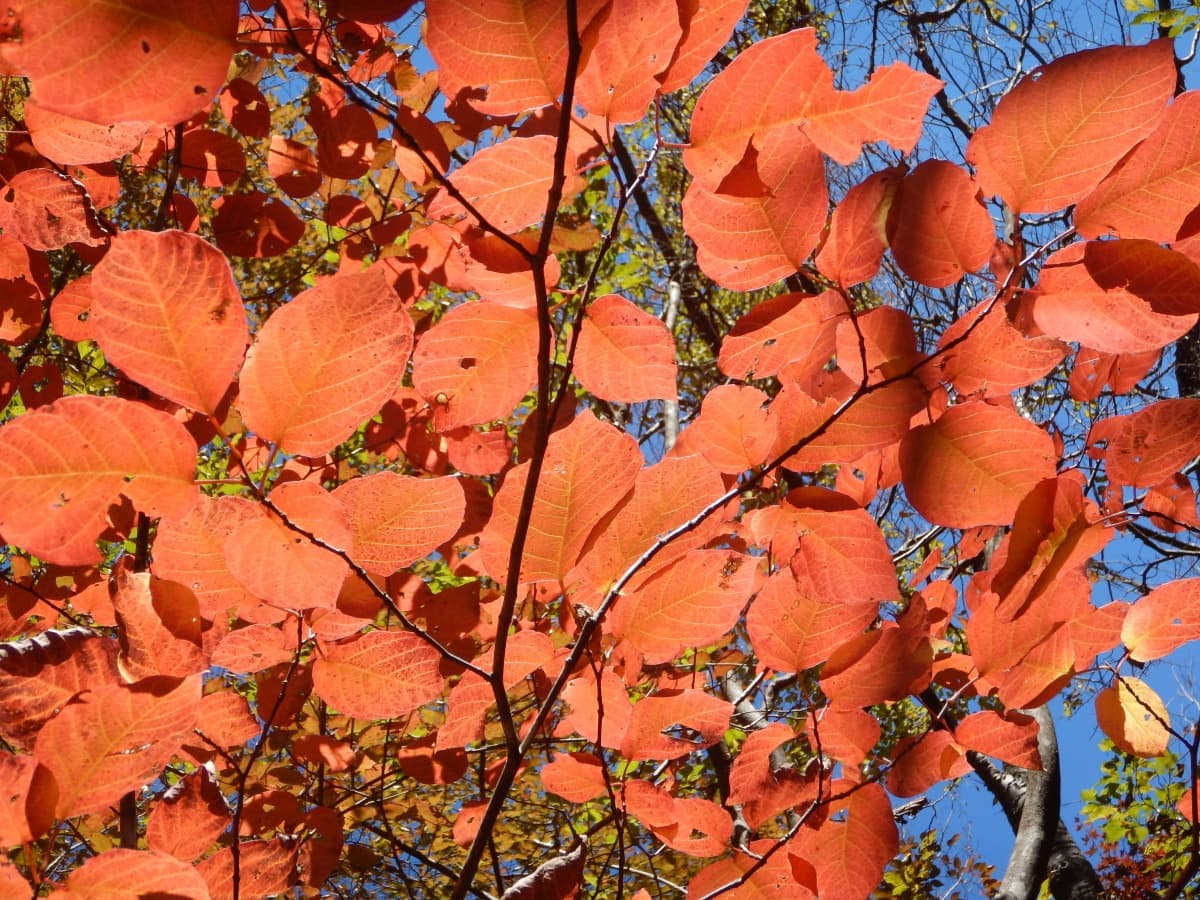 オオバアサガラ　大室山