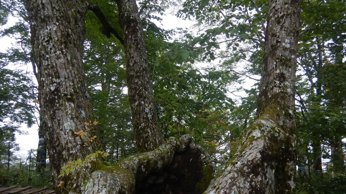 畦が丸　シナノキ