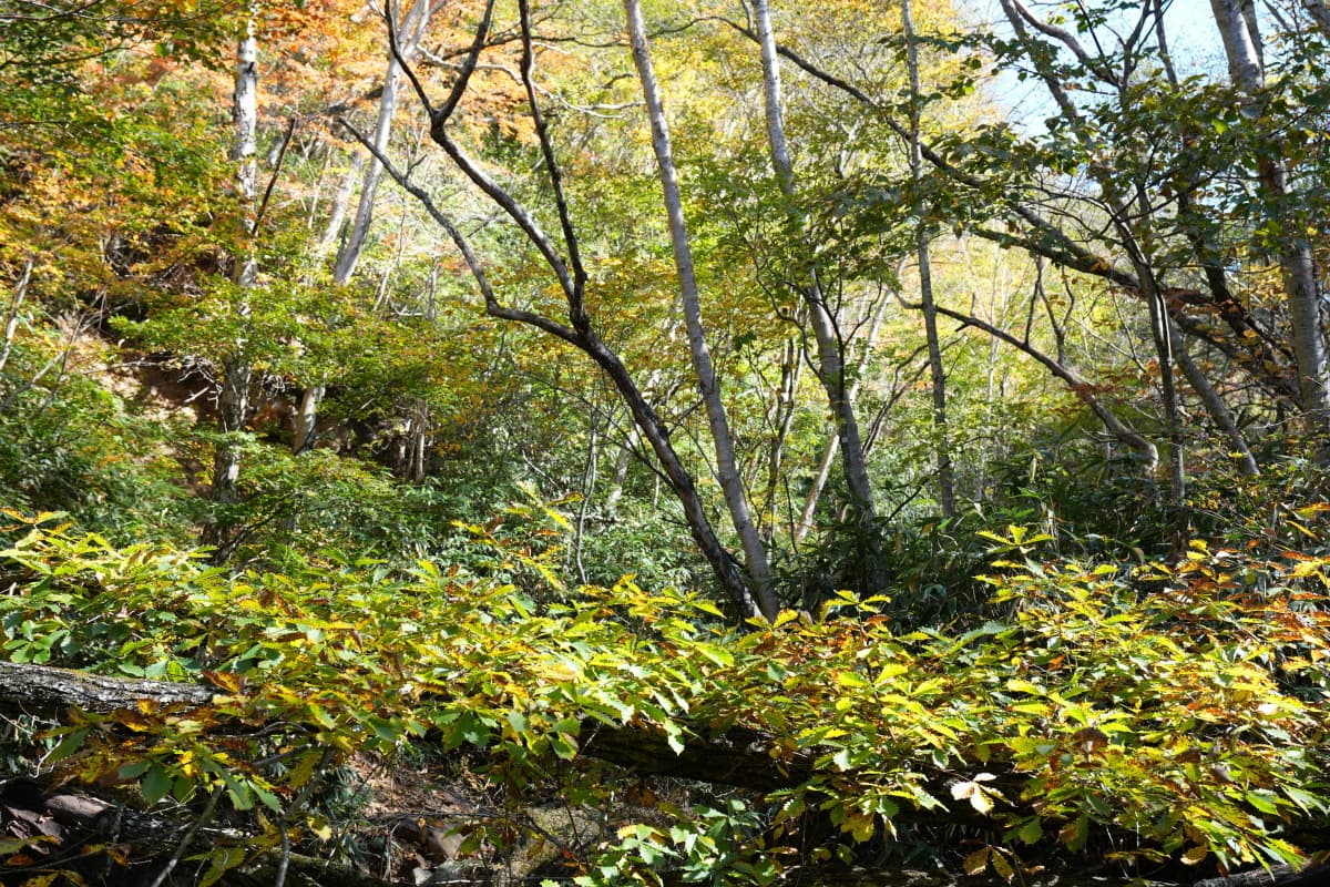 御沢